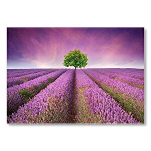 Lavanta Tarlası Ve Yeşil Yalnız Ağaç Mdf Ahşap Tablo 25x35 cm