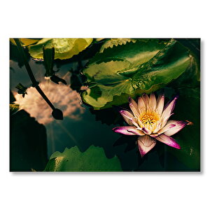 Yıldız Lotus Çiçeği Görseli Mdf Ahşap Tablo 25x35 cm