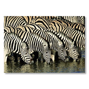 Su İçen Zebra Sürüsü Görseli Mdf Ahşap Tablo 50x70 cm