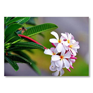 Beyaz Sarı Plumeria Çiçeği Görseli Mdf Ahşap Tablo 35x50 cm