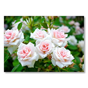 Beyaz Çalı Gülleri Görseli Mdf Ahşap Tablo 50x70 cm
