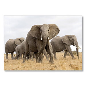 Afrika Safarisinde Filler Mdf Ahşap Tablo 25x35 cm