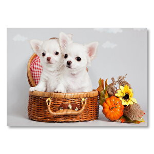 Sepetin İçinde Beyaz Sevimli Köpekler Mdf Ahşap Tablo 50x70 cm