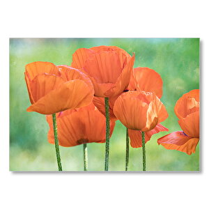 Turuncu Gelincikler Mdf Ahşap Tablo 25x35 cm
