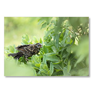 Yeşillikler İçinde Sığırcık Kuşu Görseli Mdf Ahşap Tablo 25x35 cm