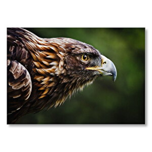 Kahverengi Kartal Keskin Bakışlar Mdf Ahşap Tablo 50x70 cm