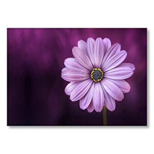 Mor Arkaplan Eflatun Çiçek Yakın Plan Mdf Ahşap Tablo 35x50 cm