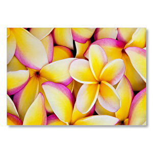 Sarı Plumeria Çiçekleri Mdf Ahşap Tablo 35x50 cm