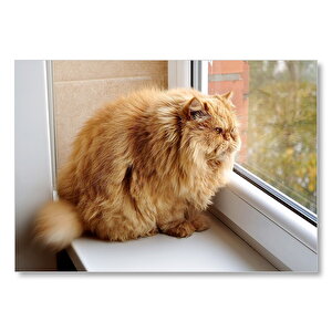 Pencerede Şişman Kedi Mdf Ahşap Tablo 25x35 cm