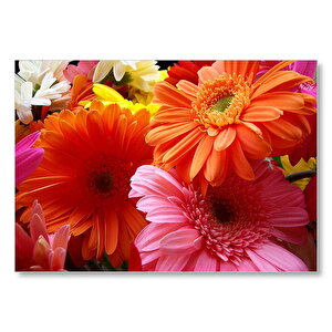 Gerbera Çiçekleri Turunculu Pembeli Mdf Ahşap Tablo 35x50 cm