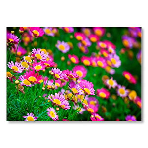 Pembe Ve Lila Papatyalar Mdf Ahşap Tablo 35x50 cm