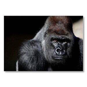 Western Lowland Gorilla Görseli Mdf Ahşap Tablo