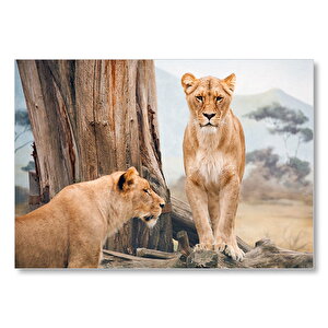 Afrika Savanında Dişi Aslan Görseli Mdf Ahşap Tablo 35x50 cm