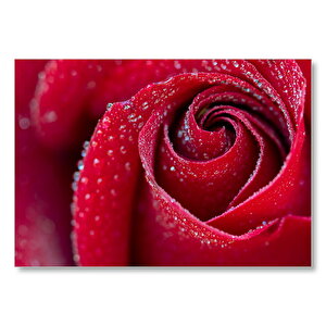 Kırmızı Gül Üzerinde Çiy Damlaları Makro Mdf Ahşap Tablo 50x70 cm