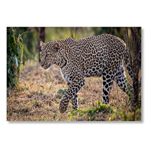 Kuru Otların Üzerinde Yürüyen Leopar Mdf Ahşap Tablo 25x35 cm