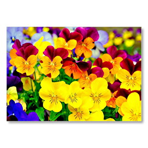 Hercai Menekşe Renkli Yaprakları Görsel Mdf Ahşap Tablo 35x50 cm