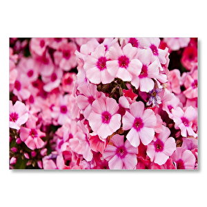 Pembe Plumeria Çiçekleri Mdf Ahşap Tablo 25x35 cm