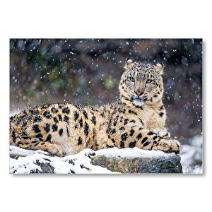 Kar Yağışı Ve Leopar Görseli Mdf Ahşap Tablo 25x35 cm