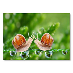 Salyangozlar Karşılaşması Yeşil Damlacıkları Görseli Mdf Ahşap Tablo 50x70 cm