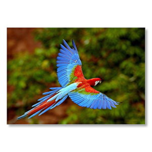 Mavi Turuncu Renkli Uçan Papağan Mdf Ahşap Tablo 25x35 cm