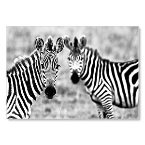 İki Sevimli Zebra Görseli Mdf Ahşap Tablo 35x50 cm
