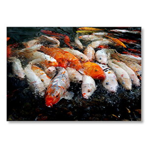 Su Üzerine Çıkmış Koi Balıkları Yağlı Boya Çizim Mdf Ahşap Tablo 50x70 cm