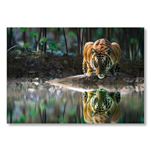 Göldeki Kaplan Yansıması Görseli Mdf Ahşap Tablo 25x35 cm