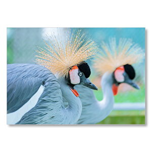 Açık Mavi Renkli Tepeli Turna Görseli Mdf Ahşap Tablo 25x35 cm