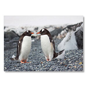 Sevimli Penguenler Ve Çakıl Taşları Mdf Ahşap Tablo 35x50 cm