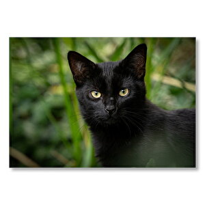 Yeşillikler Önünde Kara Kedi Mdf Ahşap Tablo