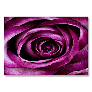 Mor Renkli Gül Yakın Çekim Mdf Ahşap Tablo 35x50 cm