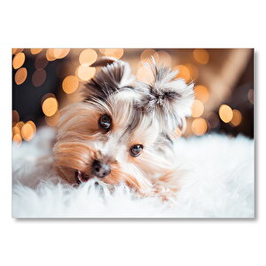 Sevimli Yorkshire Terrier Mdf Ahşap Tablo 35x50 cm