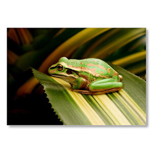Yeşil Yaprak Üzerindeki Yeşil Kurbağa Mdf Ahşap Tablo 50x70 cm