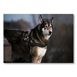 Asil Kurt Köpeği Mdf Ahşap Tablo 25x35 cm
