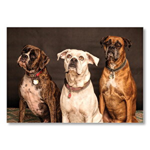 3 Sevimli Boxer Mdf Ahşap Tablo 25x35 cm