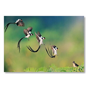 Zaman Atlamalı Fotoğrafçılık Kuş Görseli Mdf Ahşap Tablo 35x50 cm