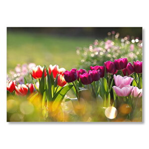 Gün Işığı Renkli Lale Bahçesi Mdf Ahşap Tablo 25x35 cm