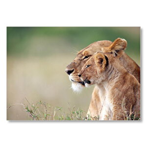 Aslan Ve Yavrusu Mdf Ahşap Tablo 50x70 cm