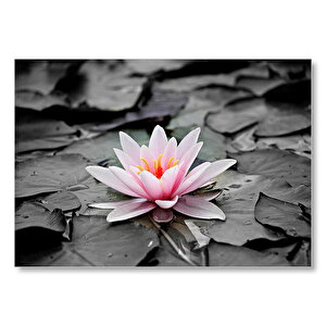 Siyah Beyaz Lotus Yaprakları Ve Pembe Nilüfer Çiçeği Mdf Ahşap Tablo