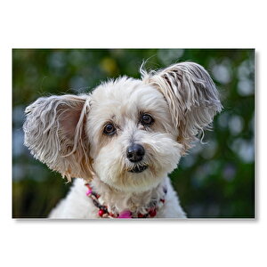 Sevimli Beyaz Terrier Mdf Ahşap Tablo 35x50 cm