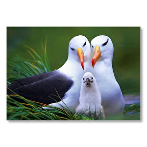 Albatross Kuşu Ailesi Mdf Ahşap Tablo 35x50 cm