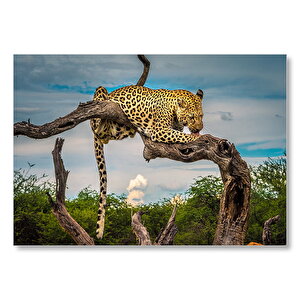 Kuru Dal Üzerinde Yalanan Leopar Görseli Mdf Ahşap Tablo 50x70 cm