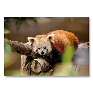 Dalda Dinlenen Kızıl Panda Mdf Ahşap Tablo