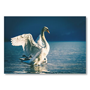 Gölde Kanatlarını Çırpan Beyaz Kuğu Mdf Ahşap Tablo 50x70 cm