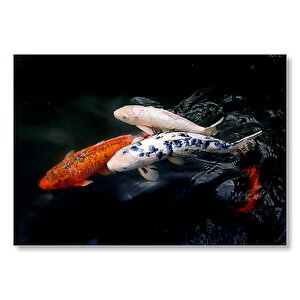 Rengarenk Koi Balıkları Mdf Ahşap Tablo 35x50 cm