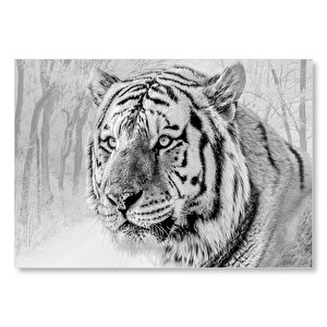Sibirya Kaplanı Siyah Beyaz Yakın Çekim Mdf Ahşap Tablo 35x50 cm