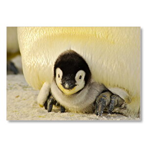 Sevimli İmparator Penguen Yavrusu Mdf Ahşap Tablo 25x35 cm