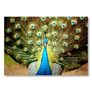 Tavus Kuşu Mavili Yeşilli Mdf Ahşap Tablo 50x70 cm