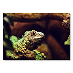 İguana Yakın Plan Flu Arka Plan Mdf Ahşap Tablo 25x35 cm