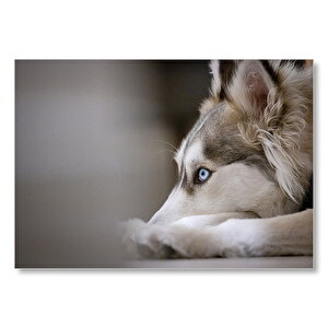 Mavi Gözlü Meraklı Köpek Mdf Ahşap Tablo 35x50 cm